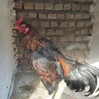 آگهی فروش