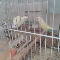 کوتوله فروشی