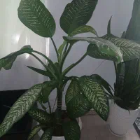 گل دیفن باخیا برای حال خونه ارتفاع