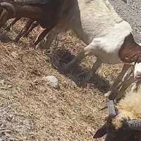 تعداد زیادی بز سالم