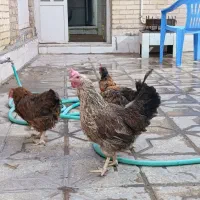 مرغ تخم گذار سه عدد