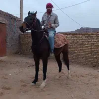 مادیان دو ساله آبستن