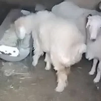 بره نر  بردسیر|حیوانات مزرعه|سیرجان, |دیوار