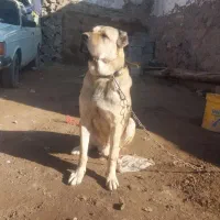سگ سرابی|سگ|اردبیل, |دیوار
