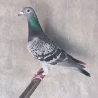 کبوتر|پرنده|سوسنگرد, |دیوار