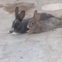 پنج تا خرگوش