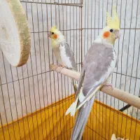 جفت عروس هلندی نرو ماده با قفسو لوازم