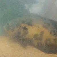 فروش ماهی اسکار