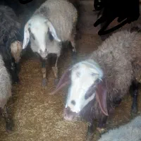 شیشک‌آبستن