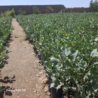 توضیح نهال پسته بادام انار|خدمات باغبانی و درختکاری|زرندیه, |دیوار