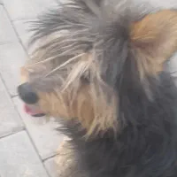 سگ پا کوتاه