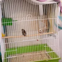 فنچ زبرا مولد درشت