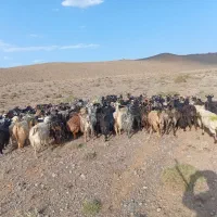 فروش20راس‌بز‌عراقی‌اقلید