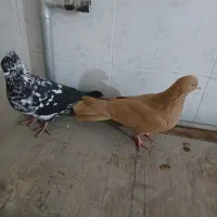 ۲عدد طوقی کاکلی سوسکی وزرد|پرنده|اردبیل, |دیوار