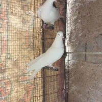 دورودفروش ۲تاسفیدشهری نر