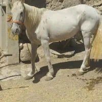 اسب مادیون