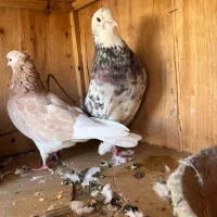 کفتر سرور کاشان