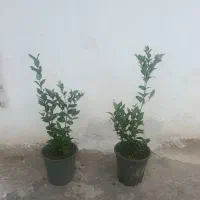یاس هلندی،پالم،کاج لاوسون،کاغذی