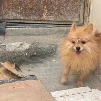 پامر روباهی خالص|سگ|اصفهان, هفتون|دیوار