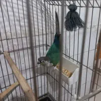 طوطی گرینچیک تراگوئیس|پرنده|گلستان (تهران), |دیوار