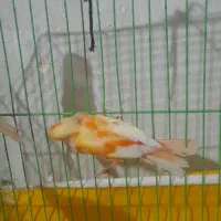 دوعدد جوجه قناری|پرنده|مرودشت, ابوذر شمالی‎|دیوار