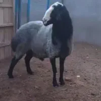 گوسفند|حیوانات مزرعه|قزوین, |دیوار