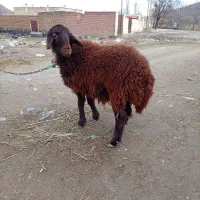 توخلو ماده|حیوانات مزرعه|ماکو, |دیوار