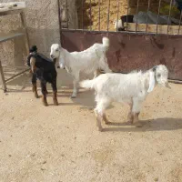 ۳ تا کهره شیری خوراک خور|حیوانات مزرعه|کازرون, |دیوار