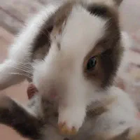 خرگوش