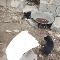 توله پاکوتاه