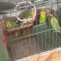 مرغ عشق از گلچینی از بهترین نژادها|پرنده|خمینی‌شهر, |دیوار