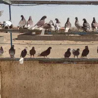 کبوتر پرشی|پرنده|قم, تعویض پلاک|دیوار