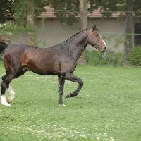 آموزش سوارکاری