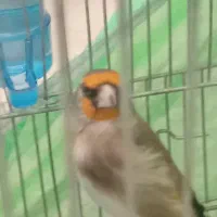 سهره دورگ کرمونی جوجه پارسال|پرنده|تهران, حر|دیوار