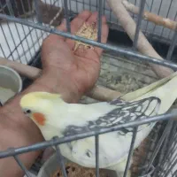 جوجه عروس هلندی خوشگل و زیبا|پرنده|شهریار, شهریار|دیوار