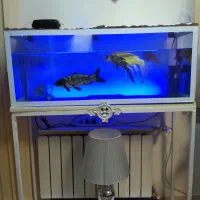 ماهی و اکواریوم