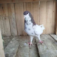 نرپلاس|پرنده|قم, شهرک فاطمیه|دیوار