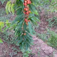 شخم وخدمات باغداری نوین الموت|خدمات باغبانی و درختکاری|قزوین, |دیوار