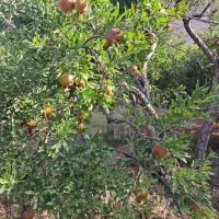 باغ شهری فاروق متراژ ۱۰۰۰متری|فروش خانه و ویلا|سیدان, |دیوار