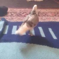 کبوتر شازده|پرنده|کمیجان, |دیوار