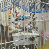 سه عدد مرغ عشق سالم|پرنده|تهران, بیسیم|دیوار