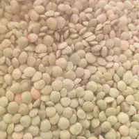 فروش عدس بوجاری شده درجه یک دشت مغان