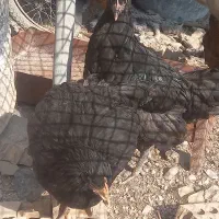 دومرغ جوا ن و خروس|حیوانات مزرعه|شوشتر, |دیوار