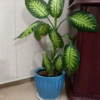 گل طبیعی