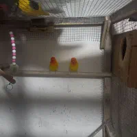 طوطی برزیلی|پرنده|قشلاق دشت, |دیوار