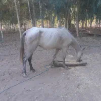 فروش ۴ راس اسب نژاد کوردی و عربی .قیمت توافقی
