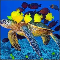 کیش5روزهوایی اقساط 12ماهه
