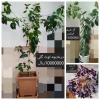 گل های طبیعی آپارتمانی