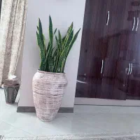 گل سانسوریا