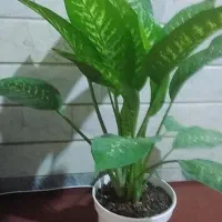 گل گل|گل و گیاه طبیعی|قم, علی آباد سعدگان|دیوار